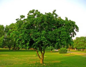 پورے ملک میں درجہ حرارت میں اضافہ؛ گرمی سے کیسے بچیں؟